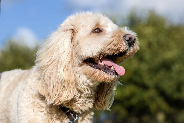 Glad hunden
