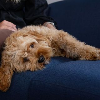 Hund ligger i knät och vilar.
