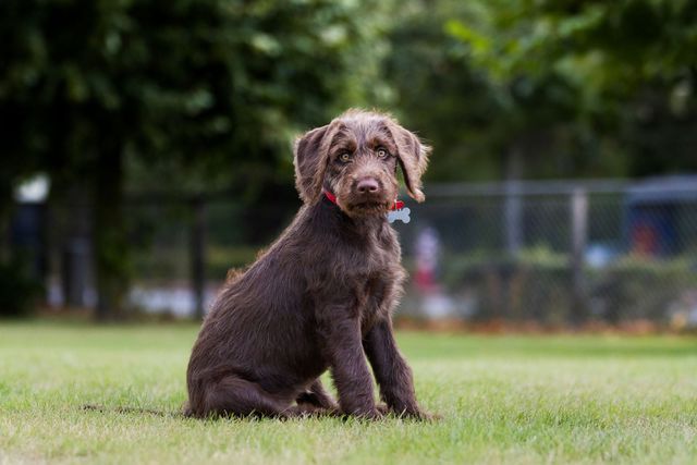 Brun hund sitter på gräset