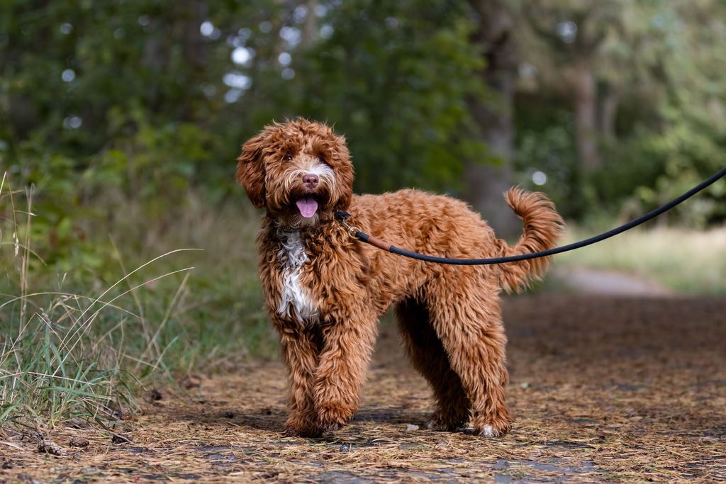Labradoodle toppar listan för dyraste hundvalp.