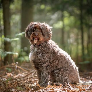 Cockerpoo som sitter i skogen.