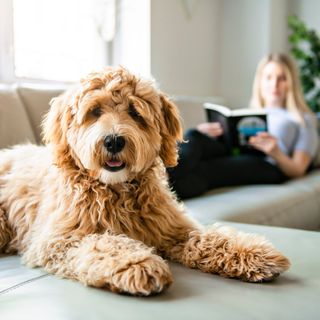 Goldendoodle som ligger på soffa.