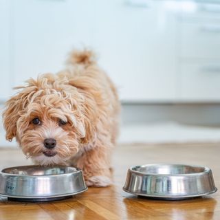 Maltipoo äter mat.