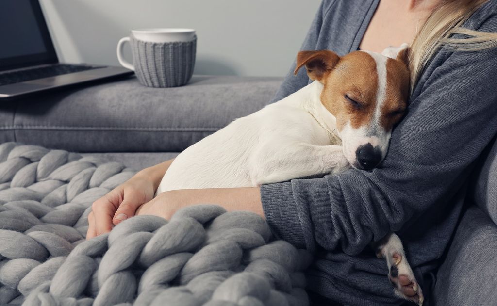 Hunden sover på knän