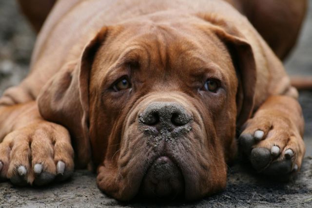 Stor brun hund som ligger ner och ser sorgsen ut