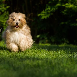 två bichon havanas springer i skogen