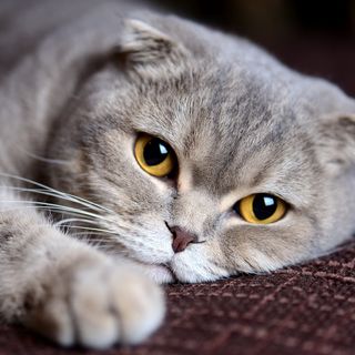 Katten ligger på sängen