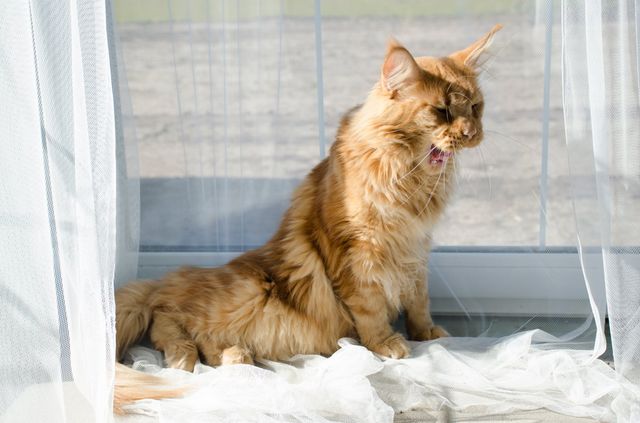 Katt som hostar.