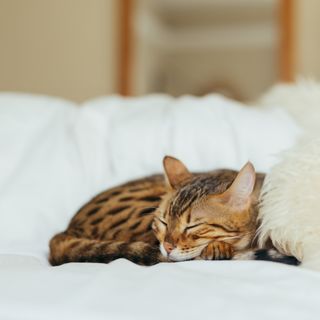 Kattunge sover på en soffa.