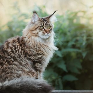 Katten sitter utomhus