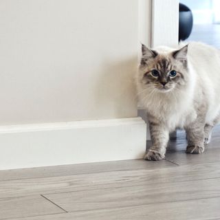 Katten går inomhus