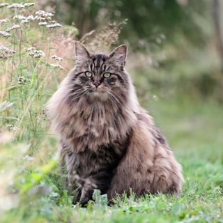 Katten sitter ute i gräset