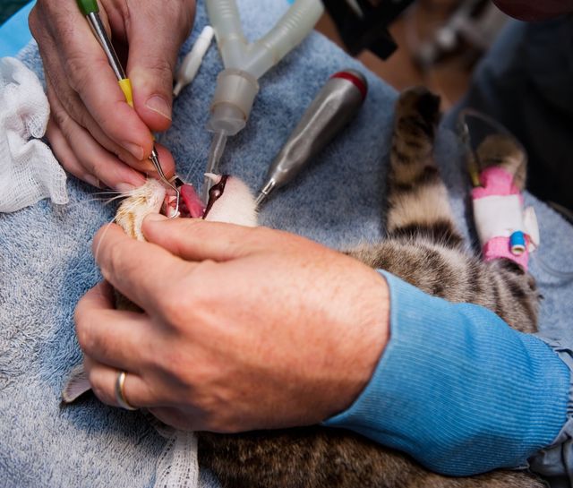 Katt får tandsten borttagen av veterinär.