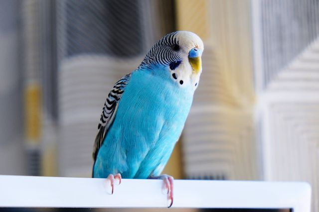 En blå undulat sitter på en pinne inomhus