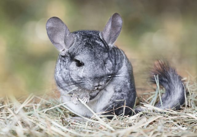 Chinchilla sitter bland halm