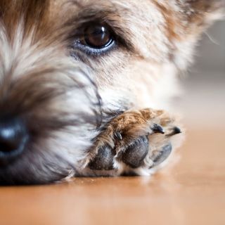 Yorkshire terrier ligger ner på golvet och lutar huvudet mot sin tass.