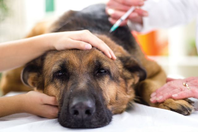 Hund hos veterinär och får en spruta i nacken