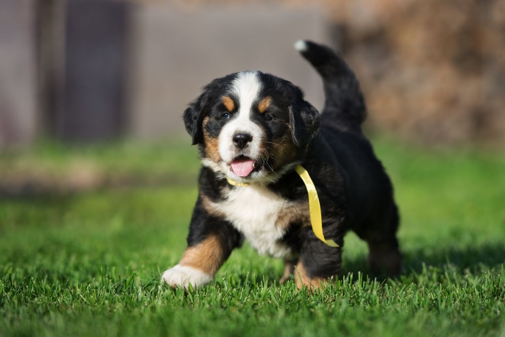 Var tredje valp besöker veterinär första året