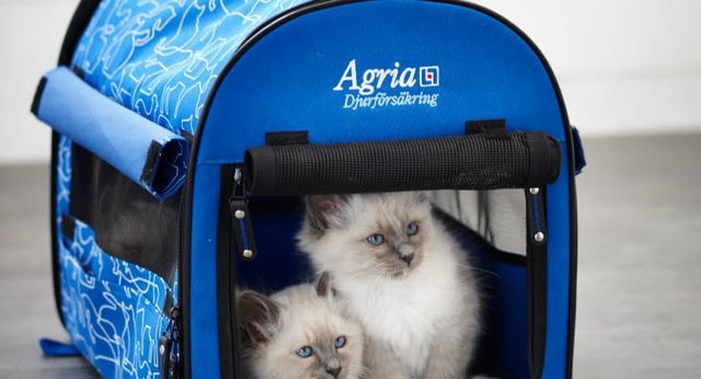 Två kattungar i Agriasbur