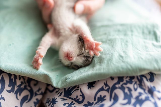 En nyfödd kattunge ligger på en filt