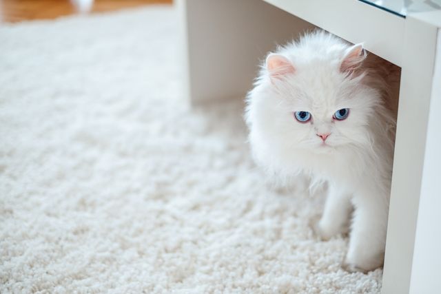 Vit katt med blå ögon som är döv.