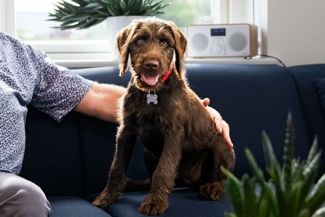 En brun hund sitter på soffan