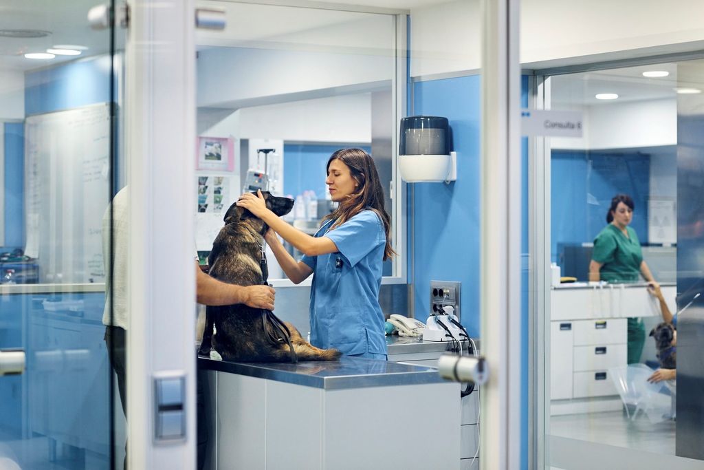 En veterinär undersöker en hund på en klinik