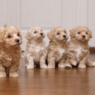 Fyra maltipoo valpar sitter ner på golvet och tittar åt samma håll.