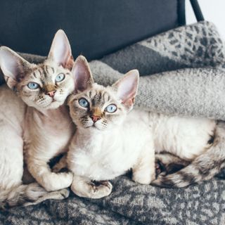 Två kattungar ligger och myser i soffan.