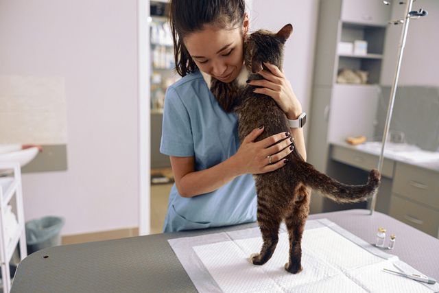 Vanliga sjukdomar och skador katt