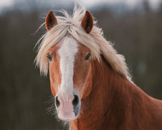 En brun häst står utomhus
