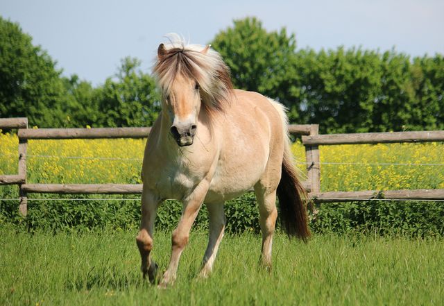 En ljusbrun häst som springer fritt i en grön hage