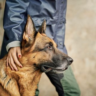En person klappar en schäferhund