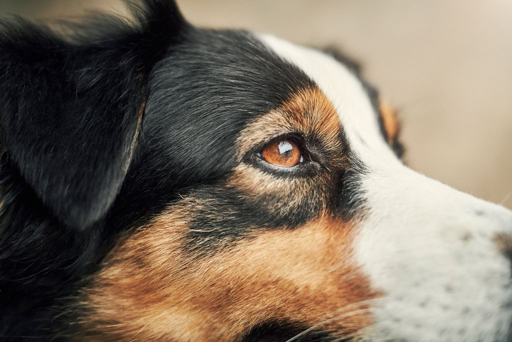 Närbild på en hund