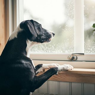 Hunden tittar ut genom fönstret