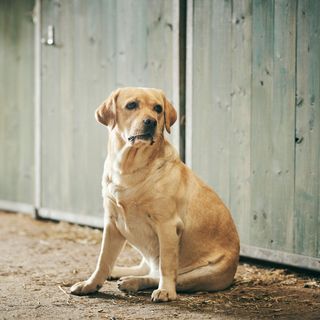En hund sitter vid en trävägg