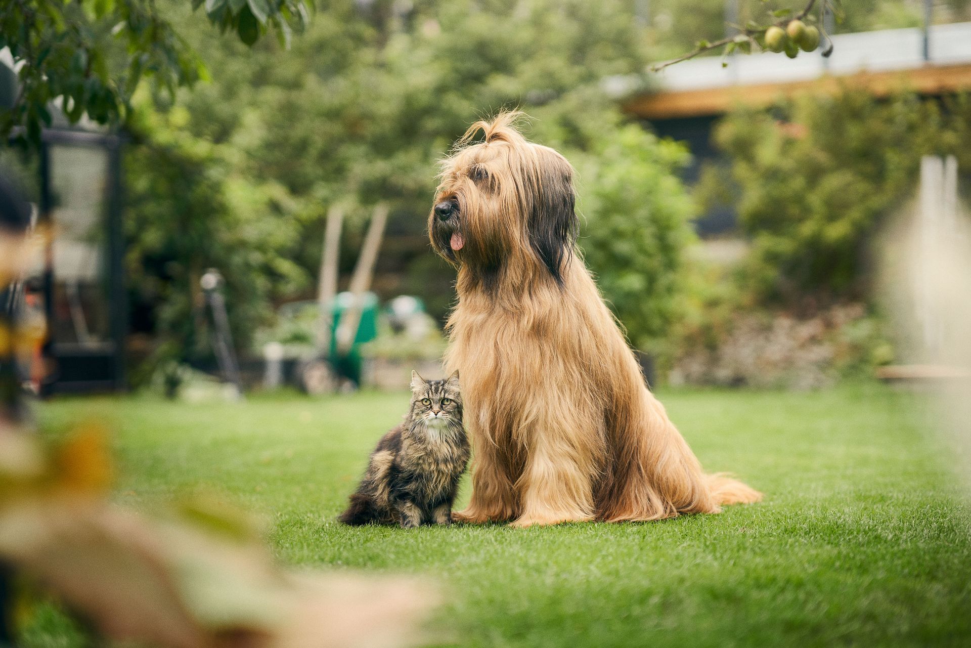 En hund och katt sitter på en gräsmatta