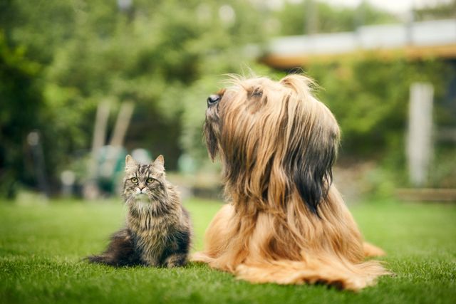 Hund och katt på gräsmatta