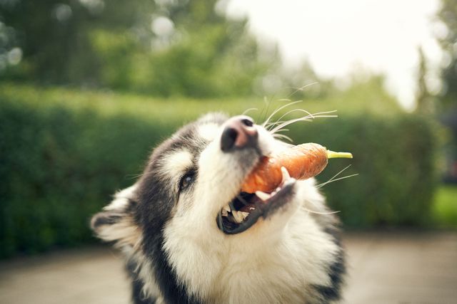 Hunden äter en morot