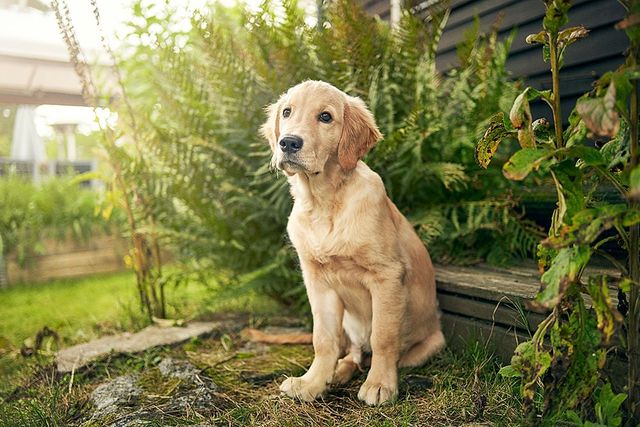 Labrador som sitter i trägården.