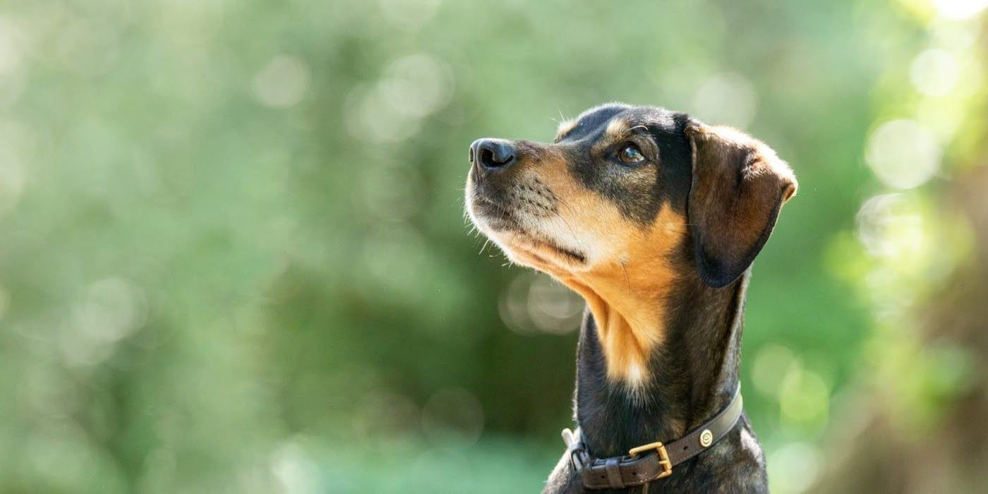 Närbild på hund som tittar på något åt sidan.