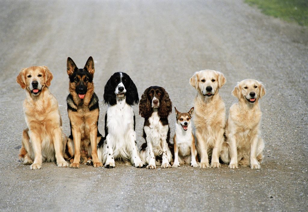 Hundnamn 2024 – Lista på de 100 populäraste hundnamnen