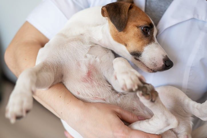 En hund ligger i famnen på en person