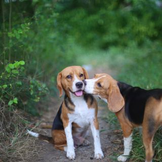 Två beagles som pussas.