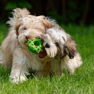 Två Bichon Havanais som leker.