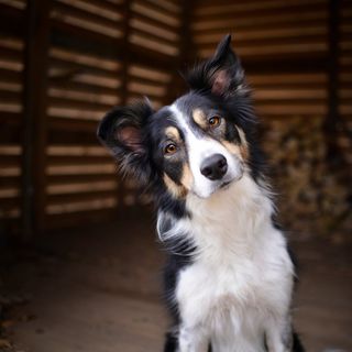Hund sitter i en träbyggnad
