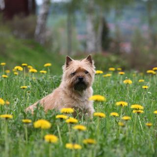Cairnterrier sitter på en äng av maskrosor.