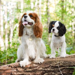 Två Cavalier king charles spaniel i skogen