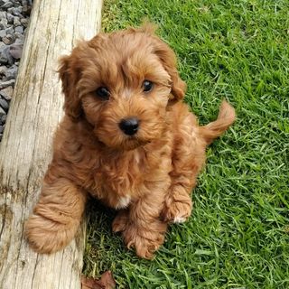Cavapoo valp på gräsmatta.