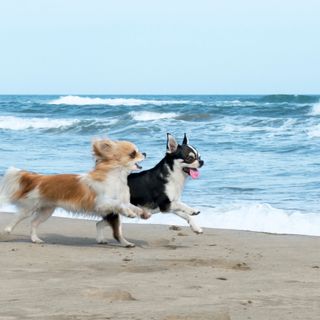 Två chihuahuas springer på strand och busar.
